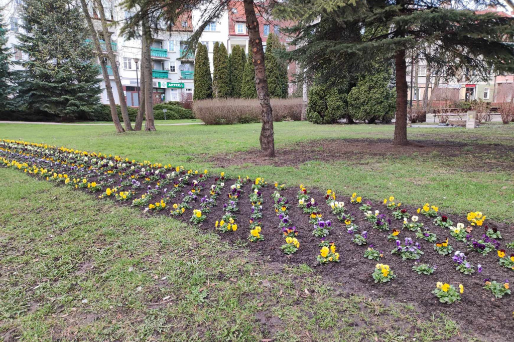 Bratki znów zdobią park przy pasażu w Ostródzie