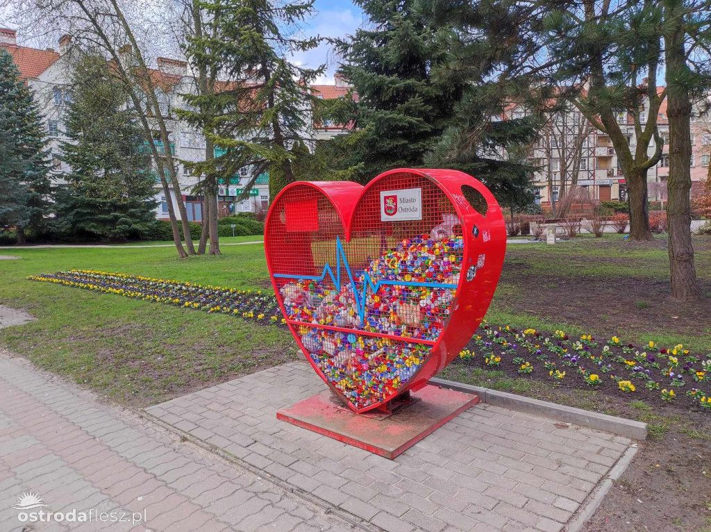 Bratki znów zdobią park przy pasażu w Ostródzie