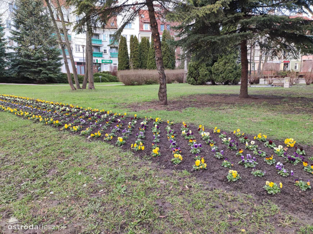 Bratki znów zdobią park przy pasażu w Ostródzie