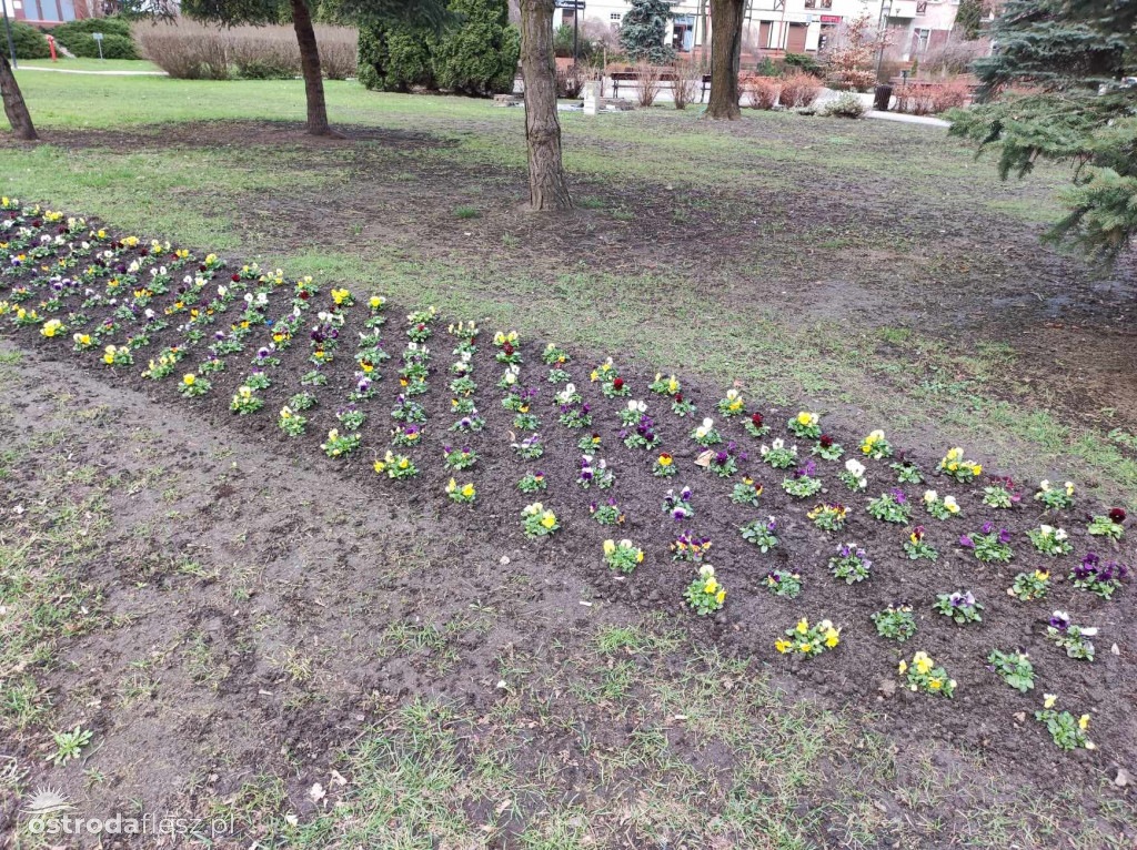 Bratki znów zdobią park przy pasażu w Ostródzie