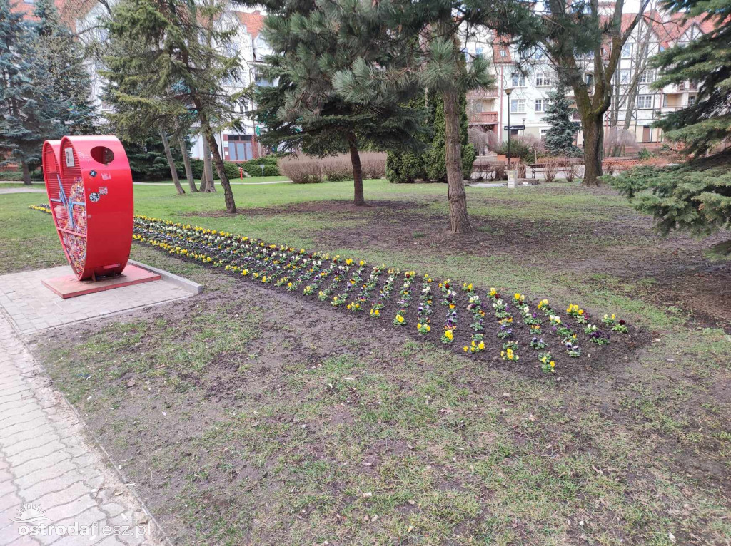 Bratki znów zdobią park przy pasażu w Ostródzie