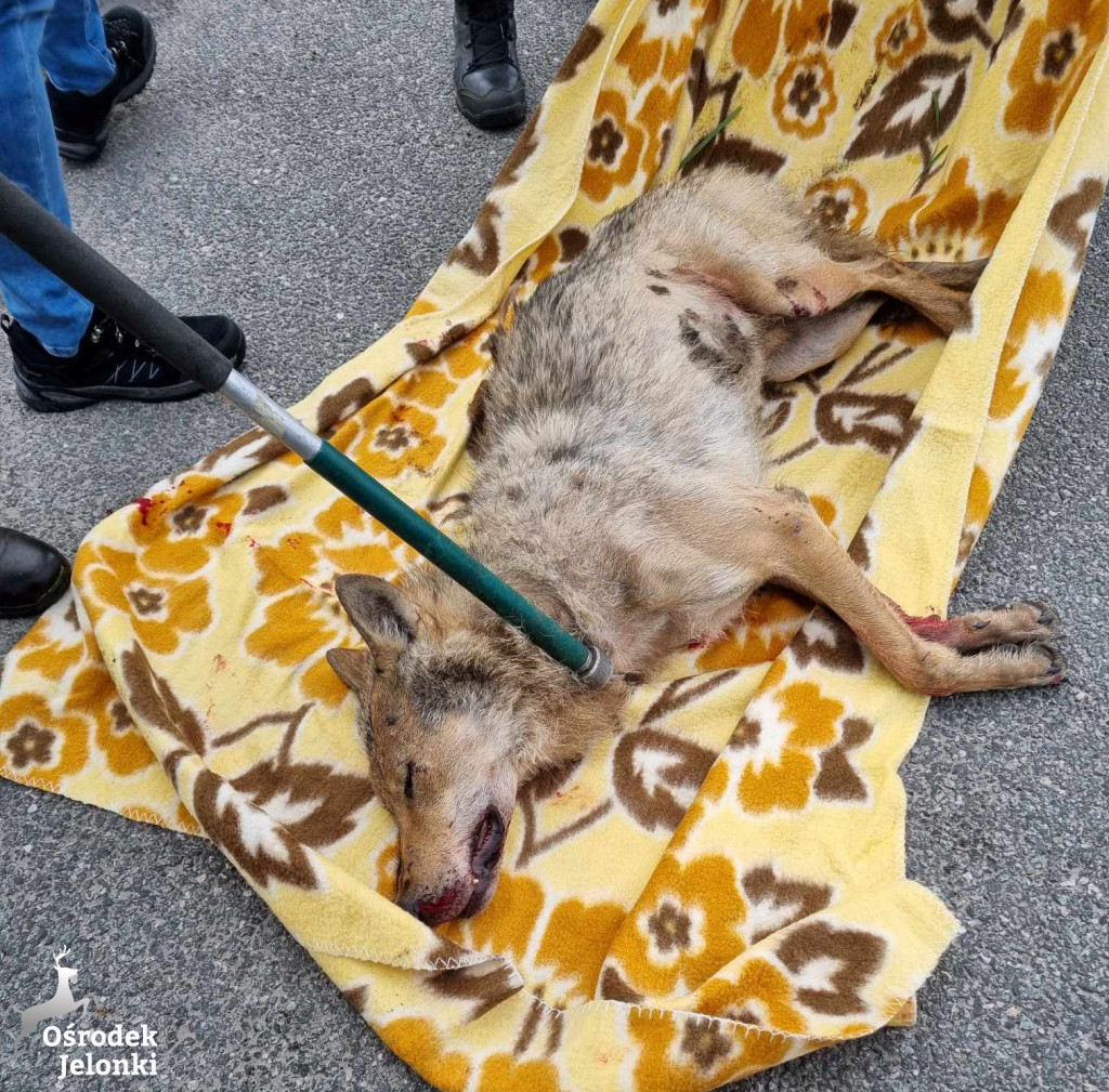 Co stało się z wilkiem potrąconym na S7?