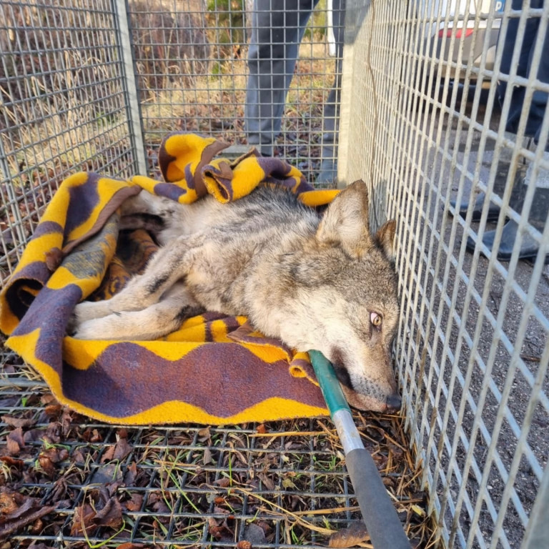  Ranna wilczyca znaleziona w okolicach Morąga