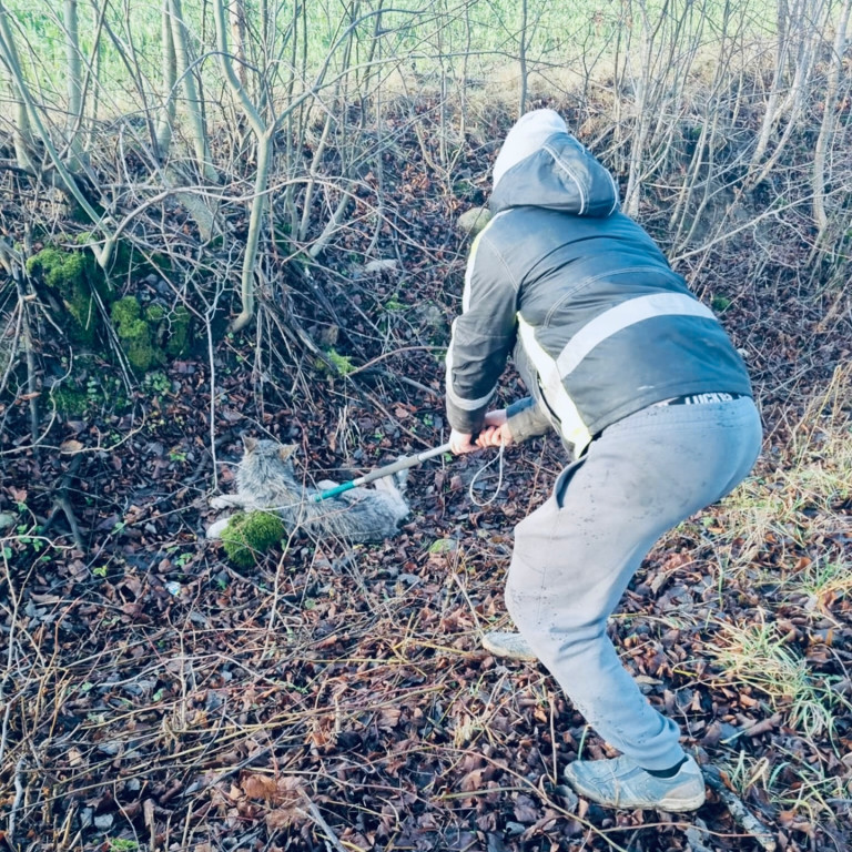  Ranna wilczyca znaleziona w okolicach Morąga