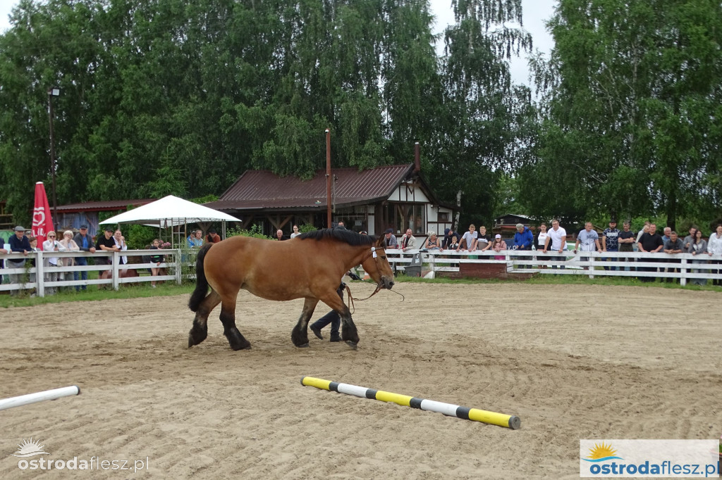 I Wystawa Ras Koni Zimnokrwistych w Stajni Szyldak