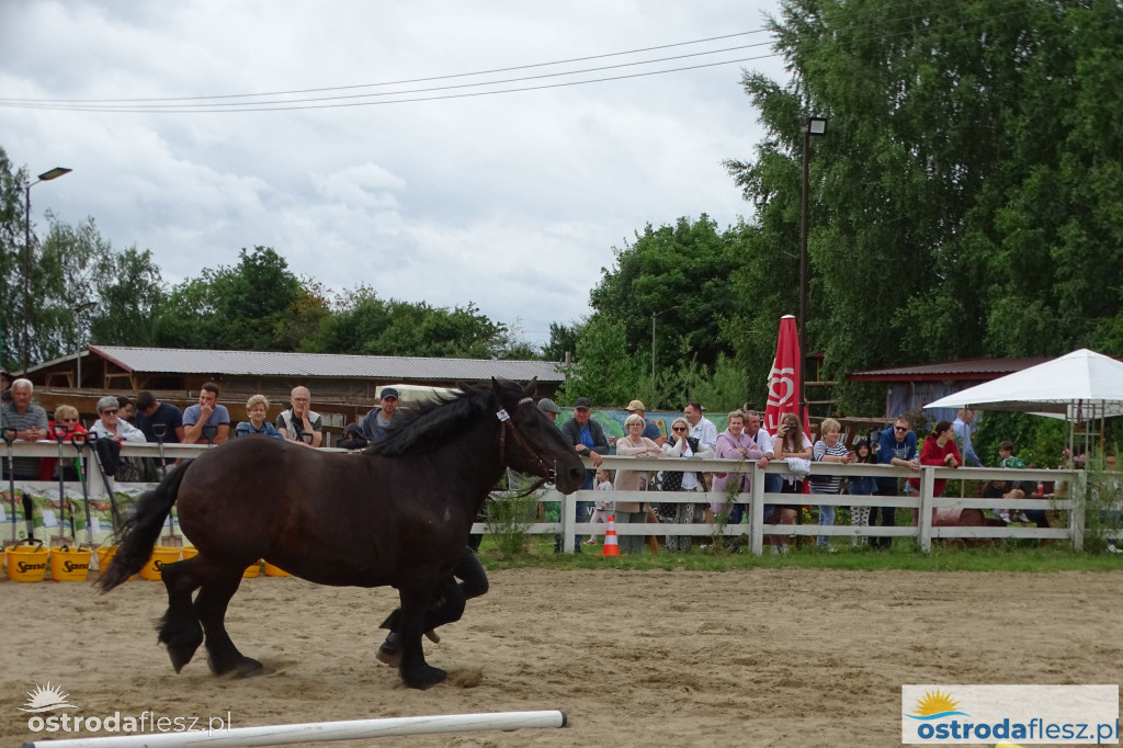 I Wystawa Ras Koni Zimnokrwistych w Stajni Szyldak