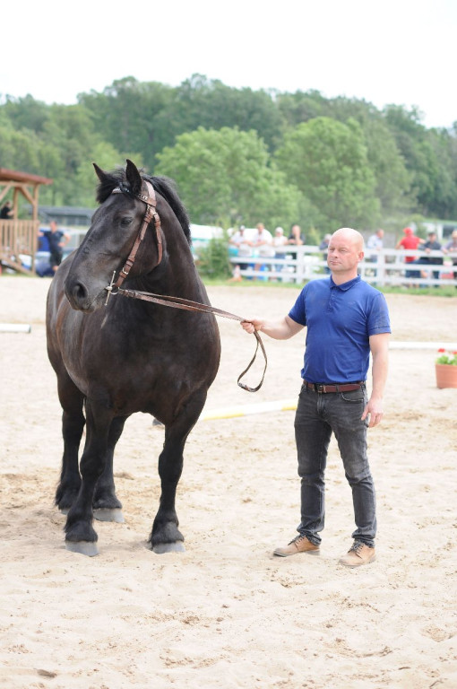 Fanta i Tasman wygrały Wystawę Koni FOTO cz.1