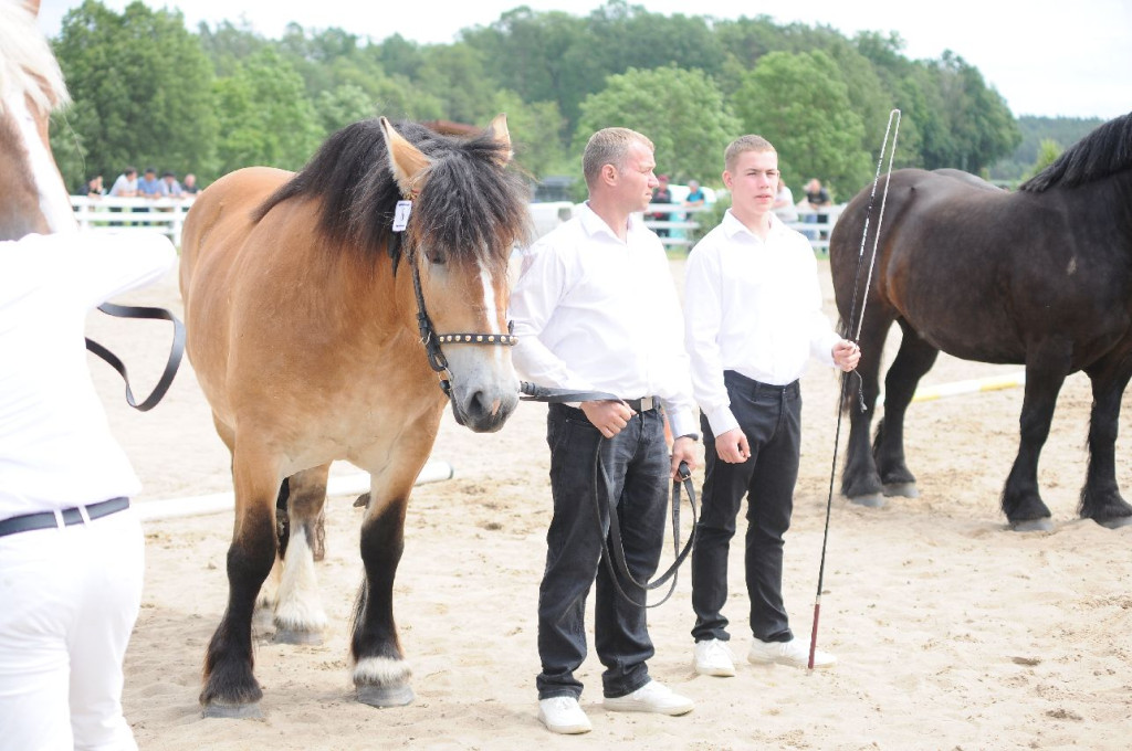 Fanta i Tasman wygrały Wystawę Koni FOTO cz.1