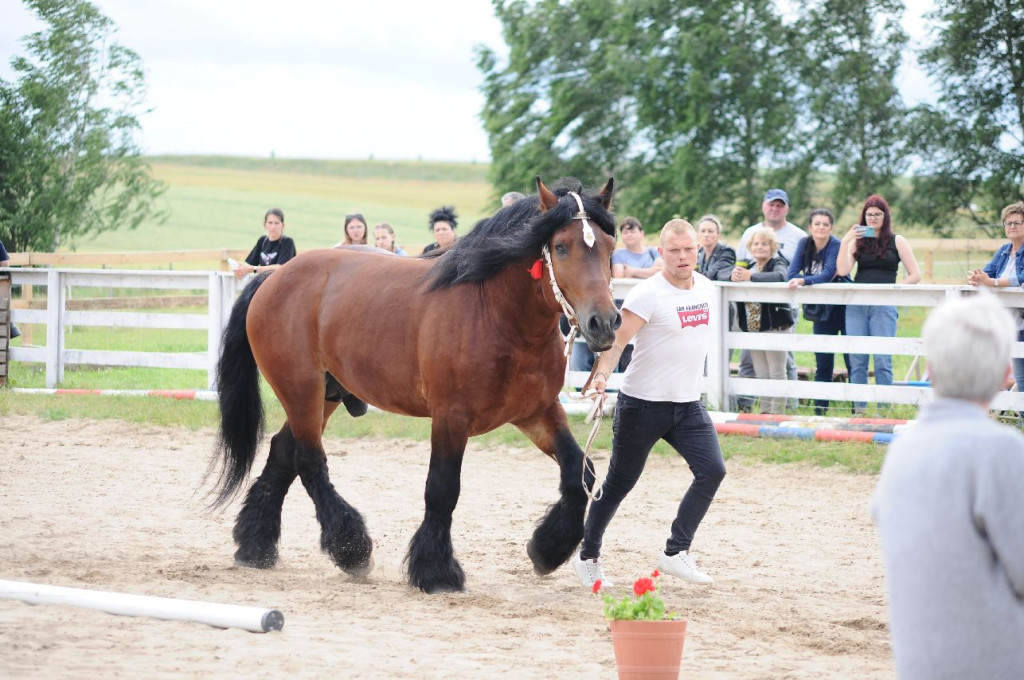 Fanta i Tasman wygrały Wystawę Koni FOTO cz.1
