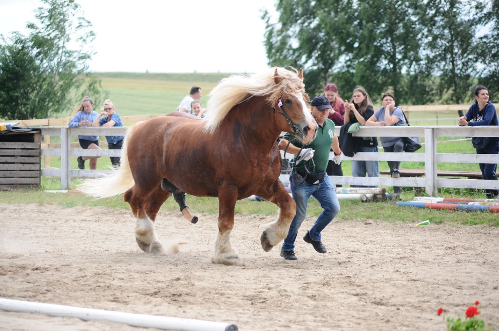 Fanta i Tasman wygrały Wystawę Koni FOTO cz.1