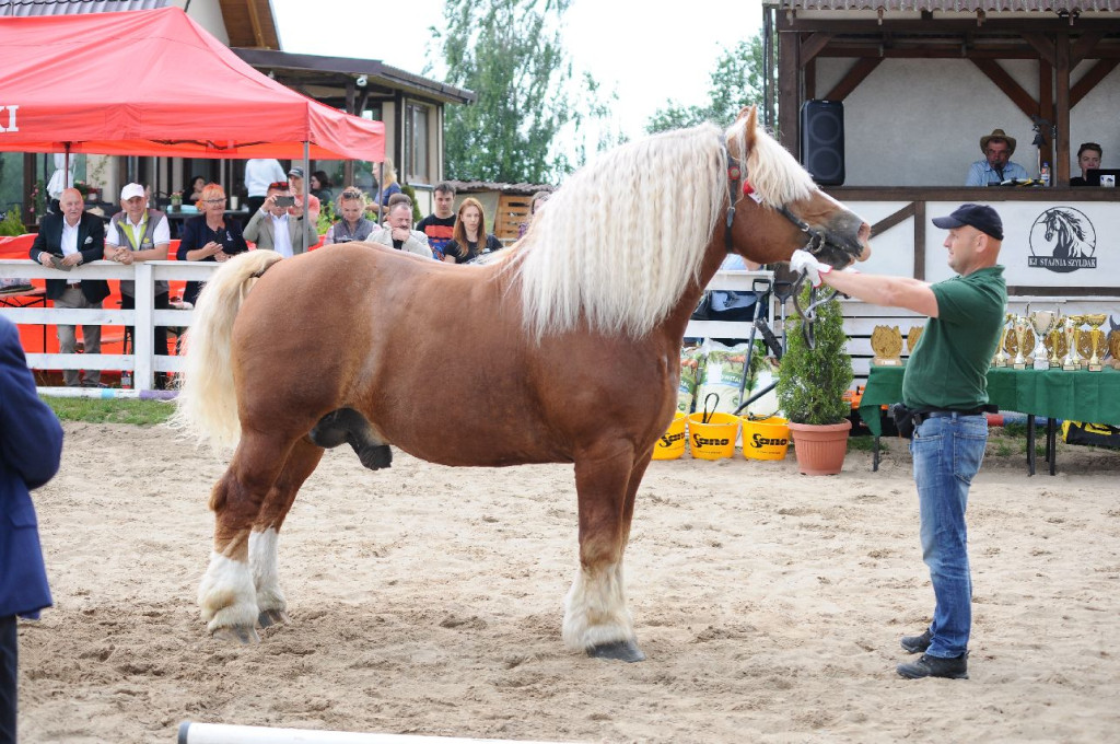 Fanta i Tasman wygrały Wystawę Koni FOTO cz.1