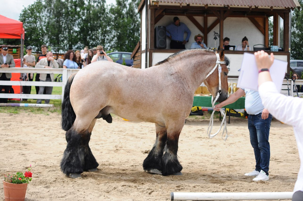 Fanta i Tasman wygrały Wystawę Koni FOTO cz.1
