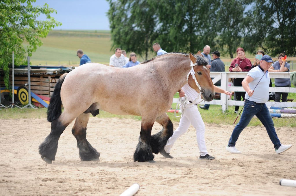 Fanta i Tasman wygrały Wystawę Koni FOTO cz.1