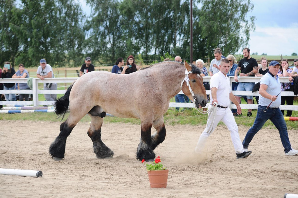Fanta i Tasman wygrały Wystawę Koni FOTO cz.1