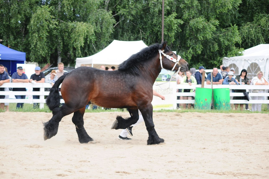 Fanta i Tasman wygrały Wystawę Koni FOTO cz.1
