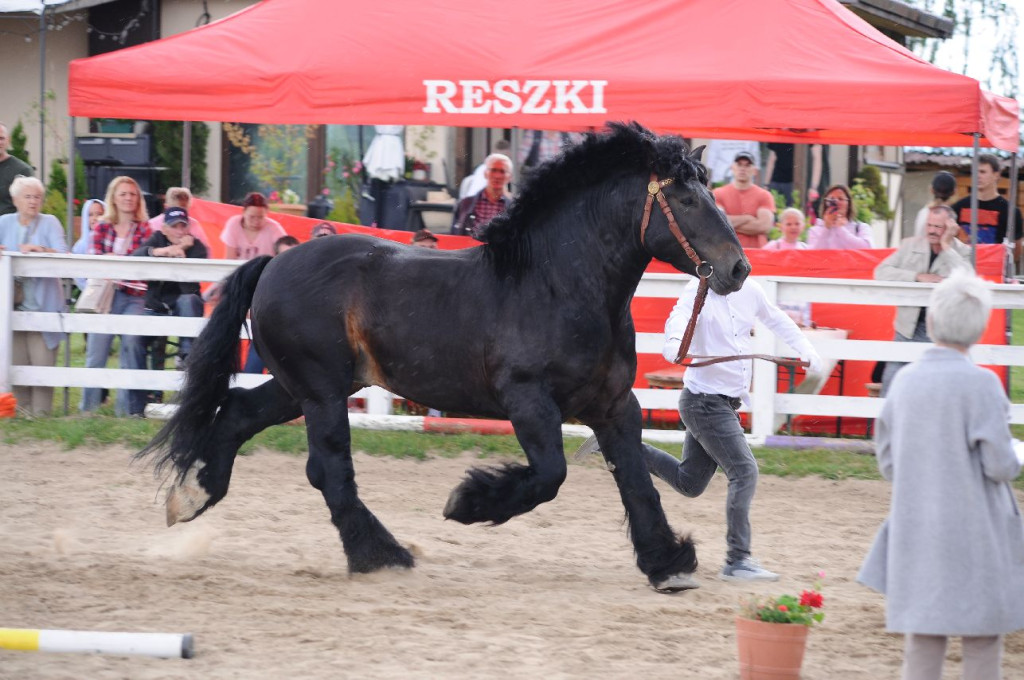 Fanta i Tasman wygrały Wystawę Koni FOTO cz.1