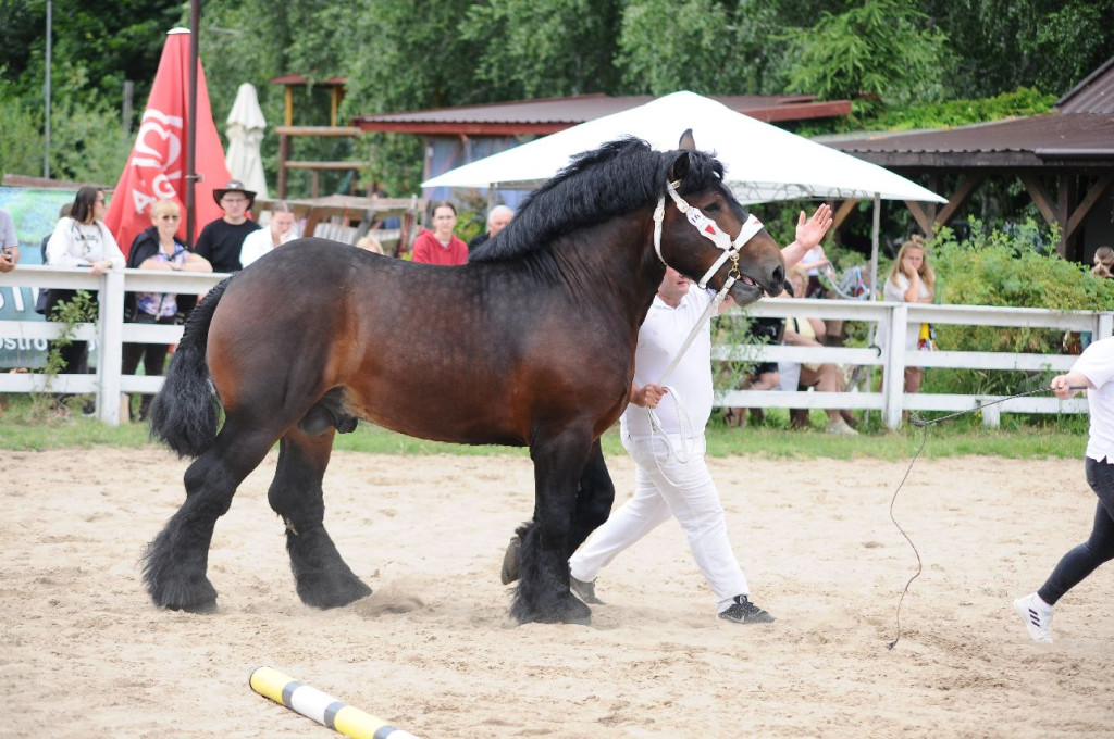 Fanta i Tasman wygrały Wystawę Koni FOTO cz.1