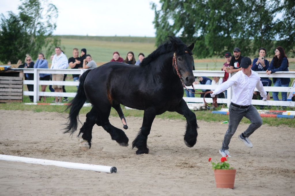 Fanta i Tasman wygrały Wystawę Koni FOTO cz.1