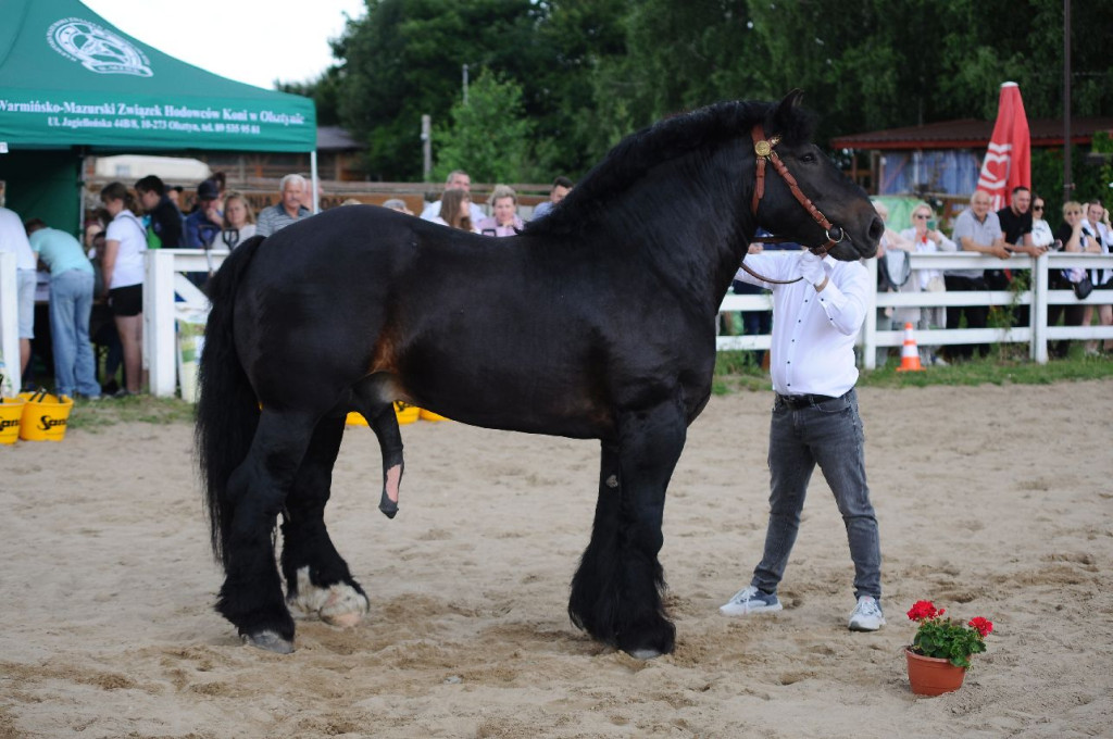 Fanta i Tasman wygrały Wystawę Koni FOTO cz.1