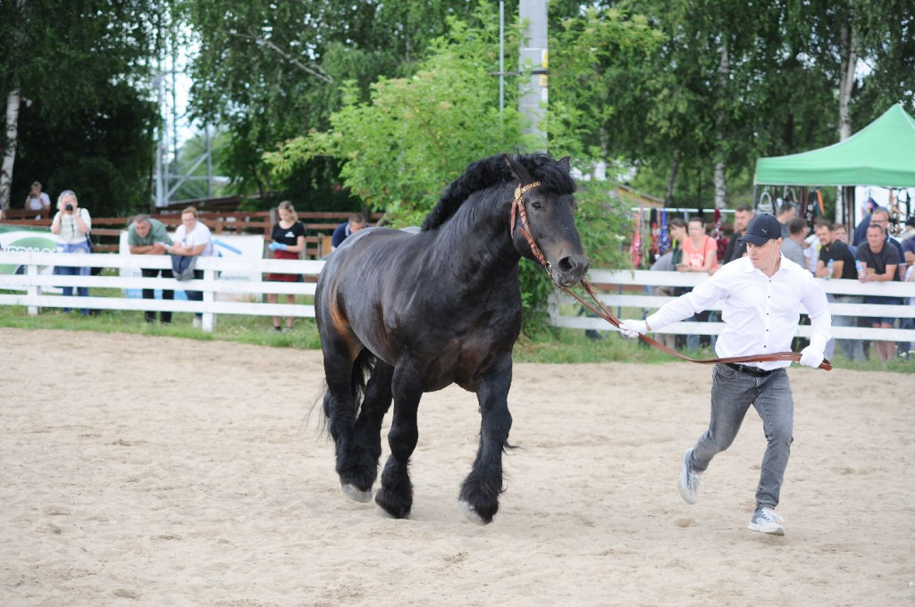 Fanta i Tasman wygrały Wystawę Koni FOTO cz.1