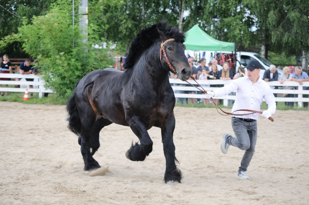 Fanta i Tasman wygrały Wystawę Koni FOTO cz.1