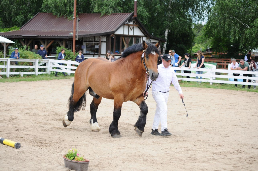 Fanta i Tasman wygrały Wystawę Koni FOTO cz.1