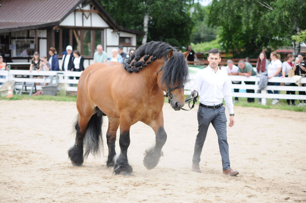 Fanta i Tasman wygrały Wystawę Koni FOTO cz.1
