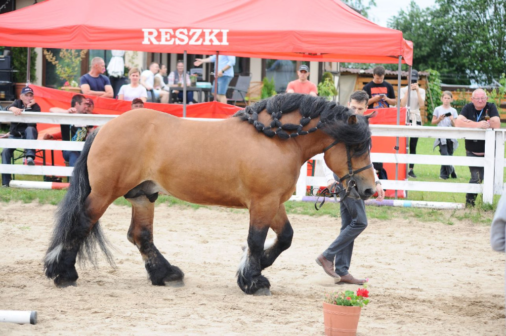 Fanta i Tasman wygrały Wystawę Koni FOTO cz.1