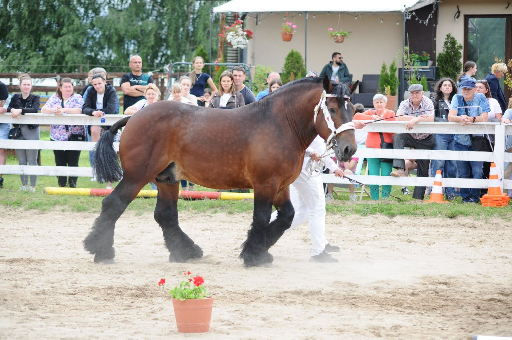 Fanta i Tasman wygrały Wystawę Koni FOTO cz.1