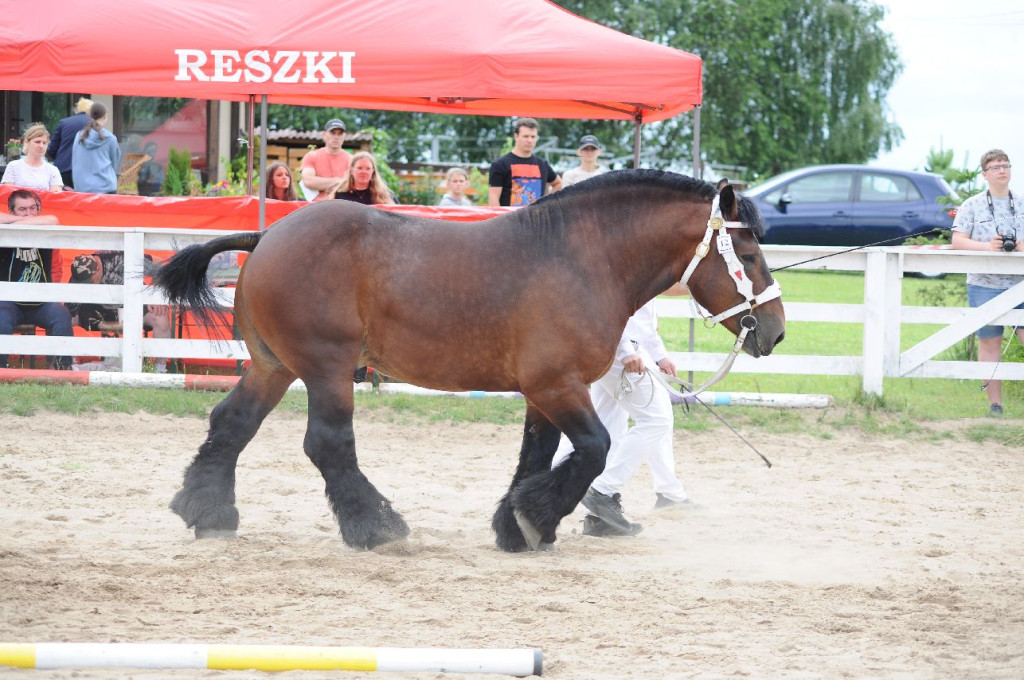 Fanta i Tasman wygrały Wystawę Koni FOTO cz.1