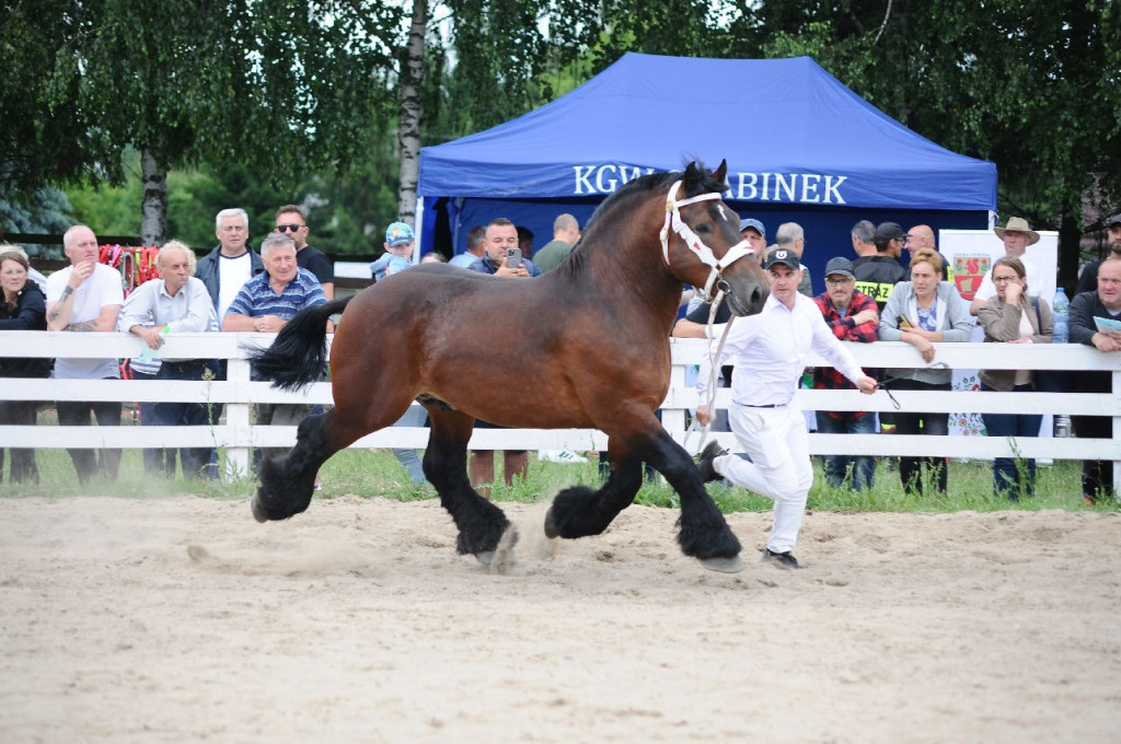 Fanta i Tasman wygrały Wystawę Koni FOTO cz.1