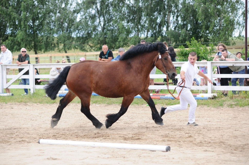 Fanta i Tasman wygrały Wystawę Koni FOTO cz.1