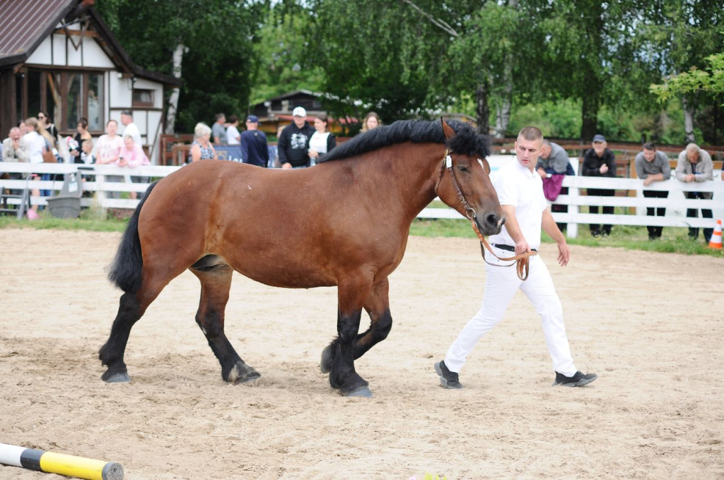 Fanta i Tasman wygrały Wystawę Koni FOTO cz.1
