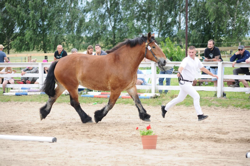 Fanta i Tasman wygrały Wystawę Koni FOTO cz.1