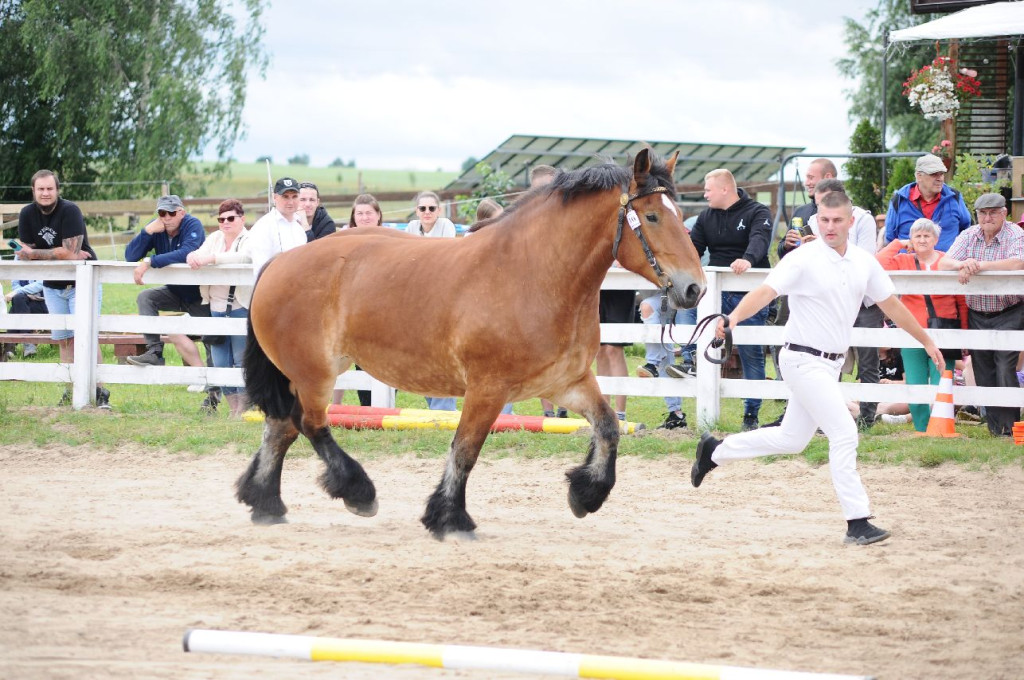 Fanta i Tasman wygrały Wystawę Koni FOTO cz.1