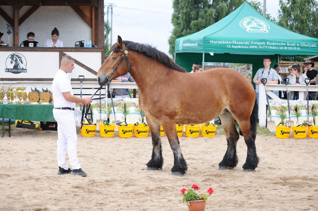Fanta i Tasman wygrały Wystawę Koni FOTO cz.1