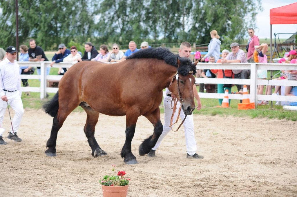 Fanta i Tasman wygrały Wystawę Koni FOTO cz.1
