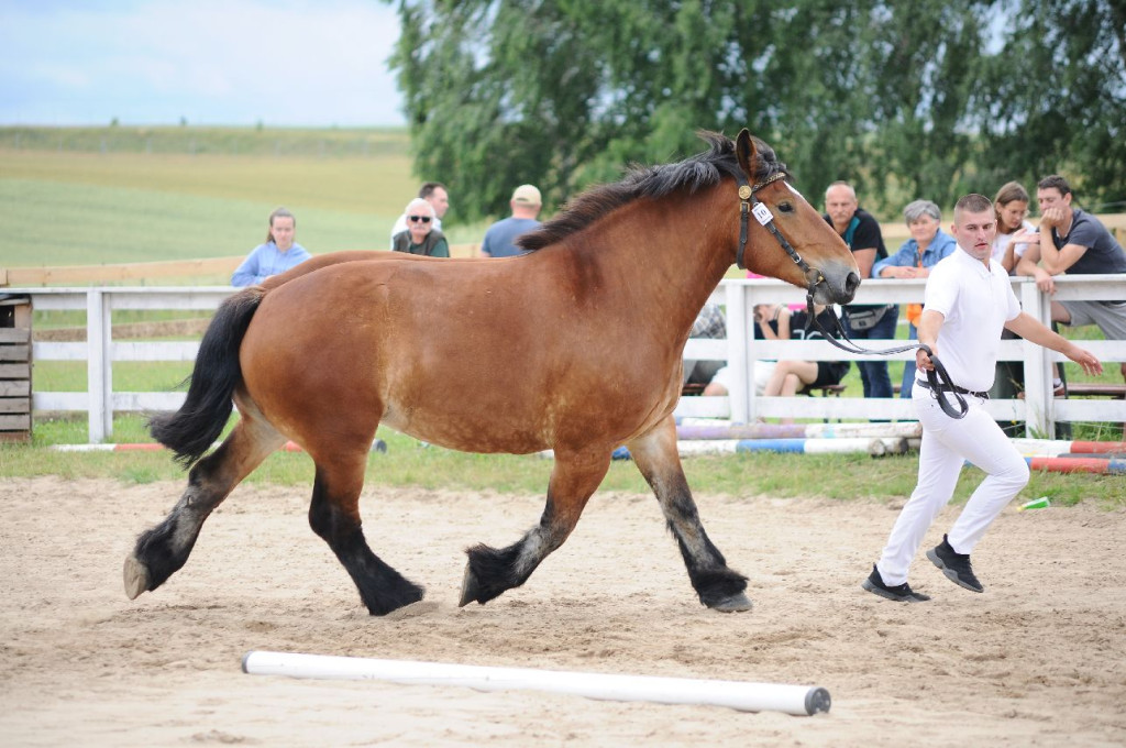 Fanta i Tasman wygrały Wystawę Koni FOTO cz.1
