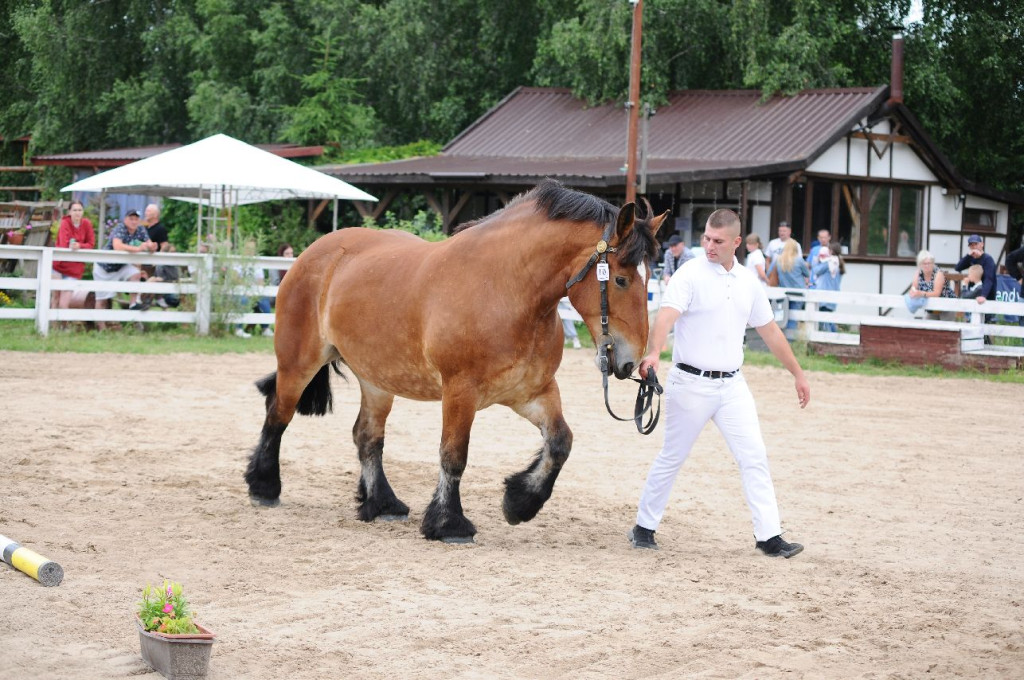 Fanta i Tasman wygrały Wystawę Koni FOTO cz.1