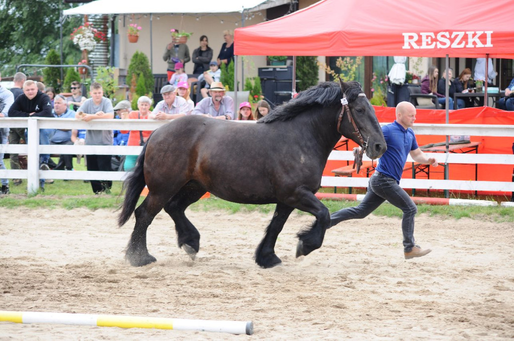 Fanta i Tasman wygrały Wystawę Koni FOTO cz.1