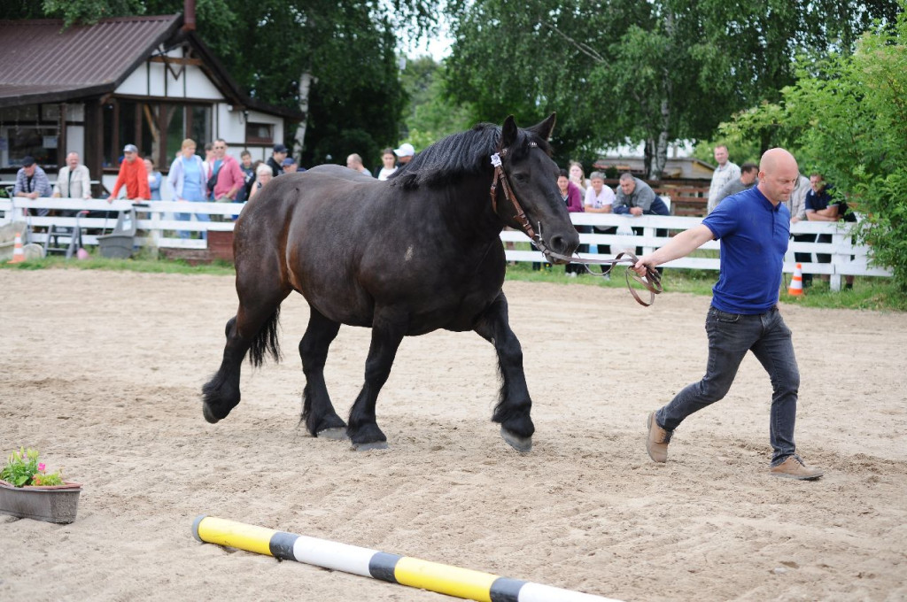 Fanta i Tasman wygrały Wystawę Koni FOTO cz.1