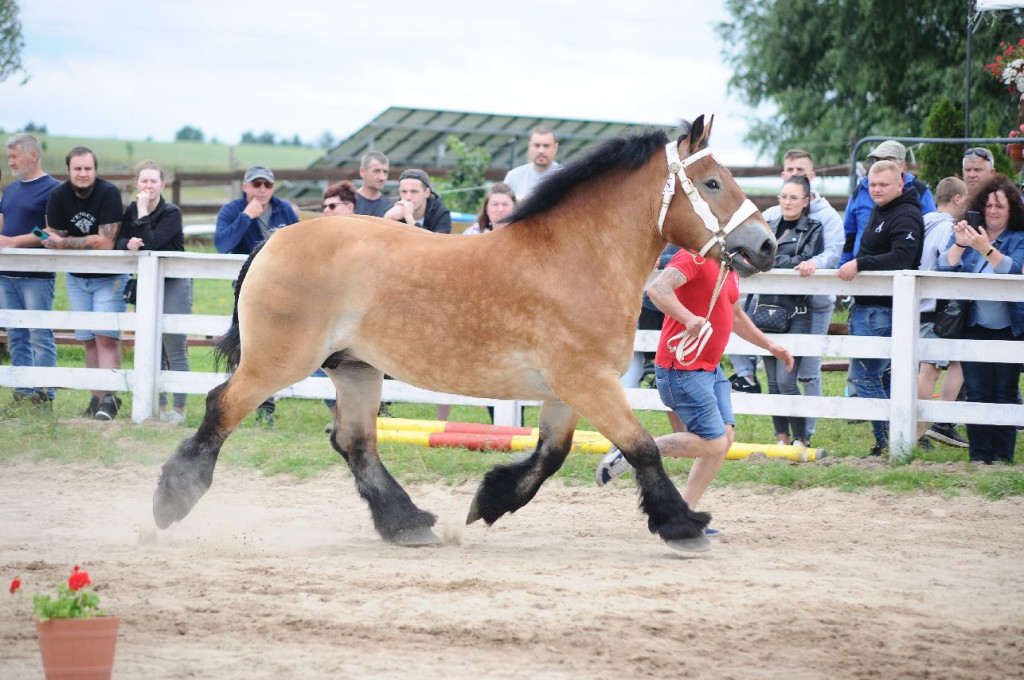 Fanta i Tasman wygrały Wystawę Koni FOTO cz.1