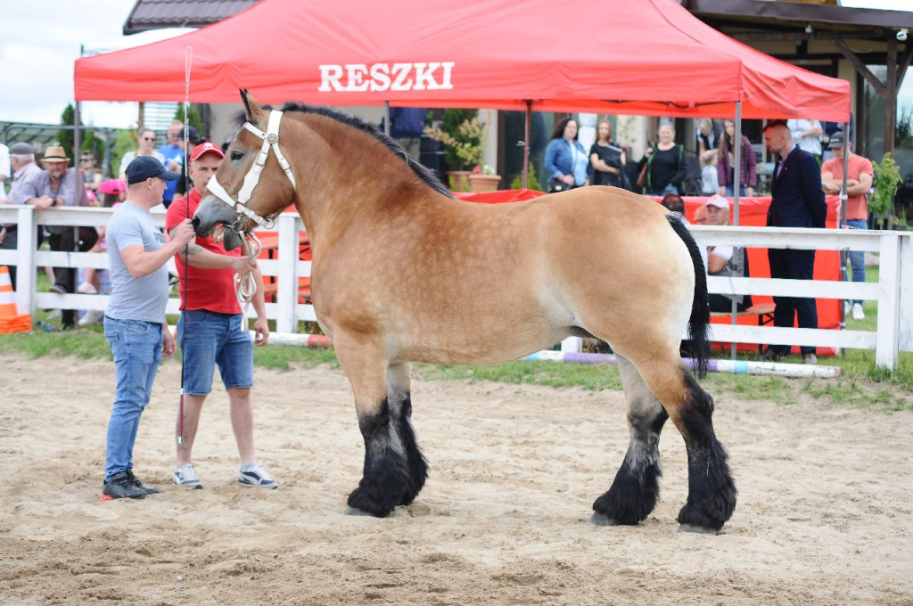 Fanta i Tasman wygrały Wystawę Koni FOTO cz.2
