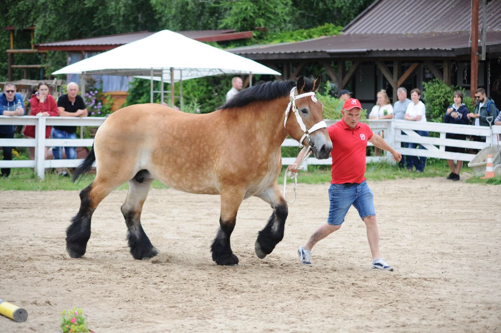 Fanta i Tasman wygrały Wystawę Koni FOTO cz.2