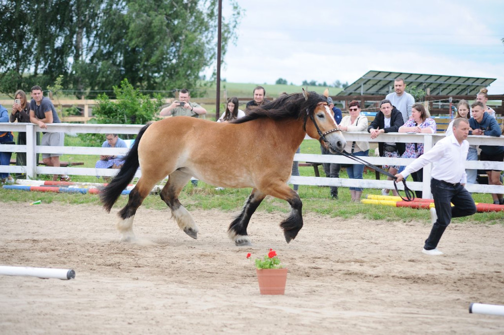 Fanta i Tasman wygrały Wystawę Koni FOTO cz.2