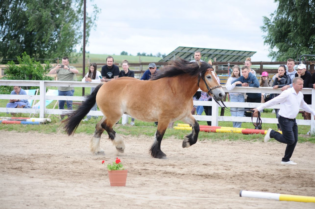 Fanta i Tasman wygrały Wystawę Koni FOTO cz.2