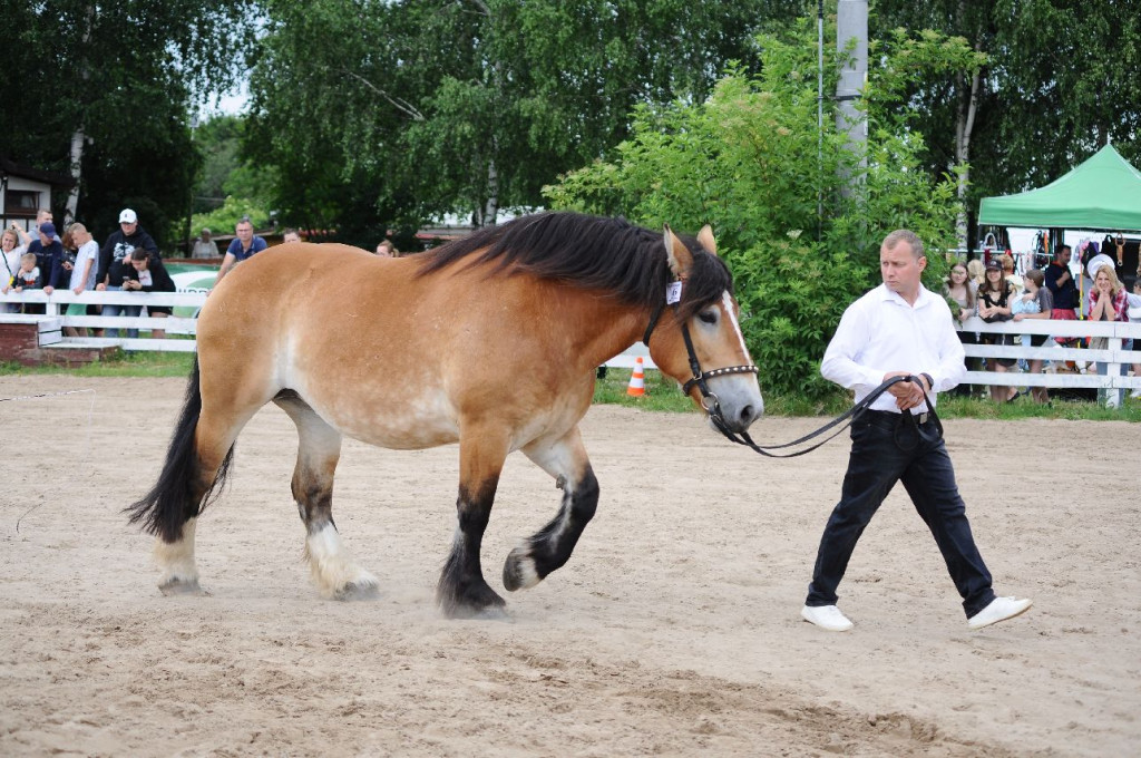 Fanta i Tasman wygrały Wystawę Koni FOTO cz.2