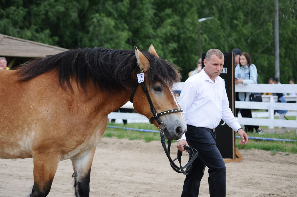 Fanta i Tasman wygrały Wystawę Koni FOTO cz.2