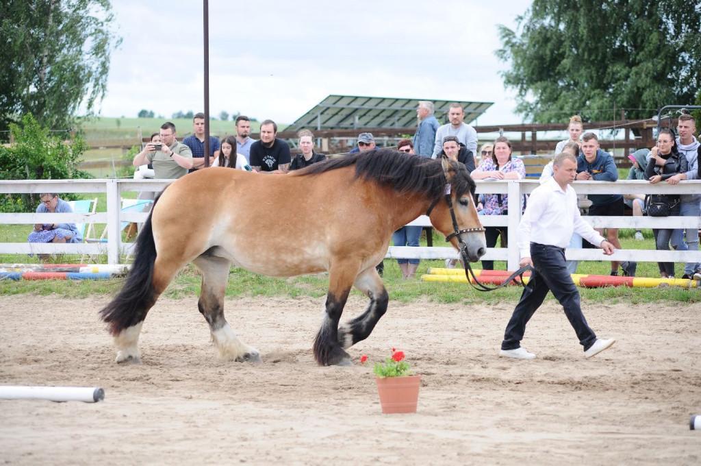 Fanta i Tasman wygrały Wystawę Koni FOTO cz.2