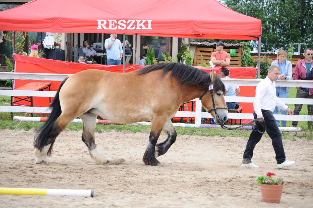 Fanta i Tasman wygrały Wystawę Koni FOTO cz.2